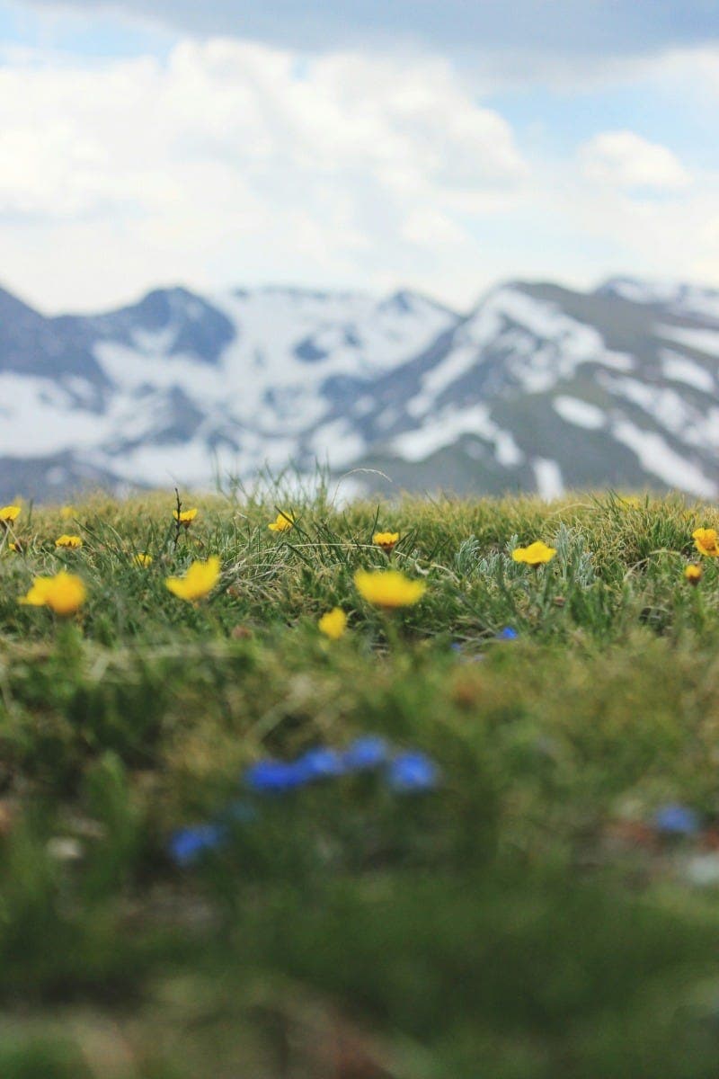 CHOOOSING A HOMESCHOOL CURRICULUM IN COLORADO
