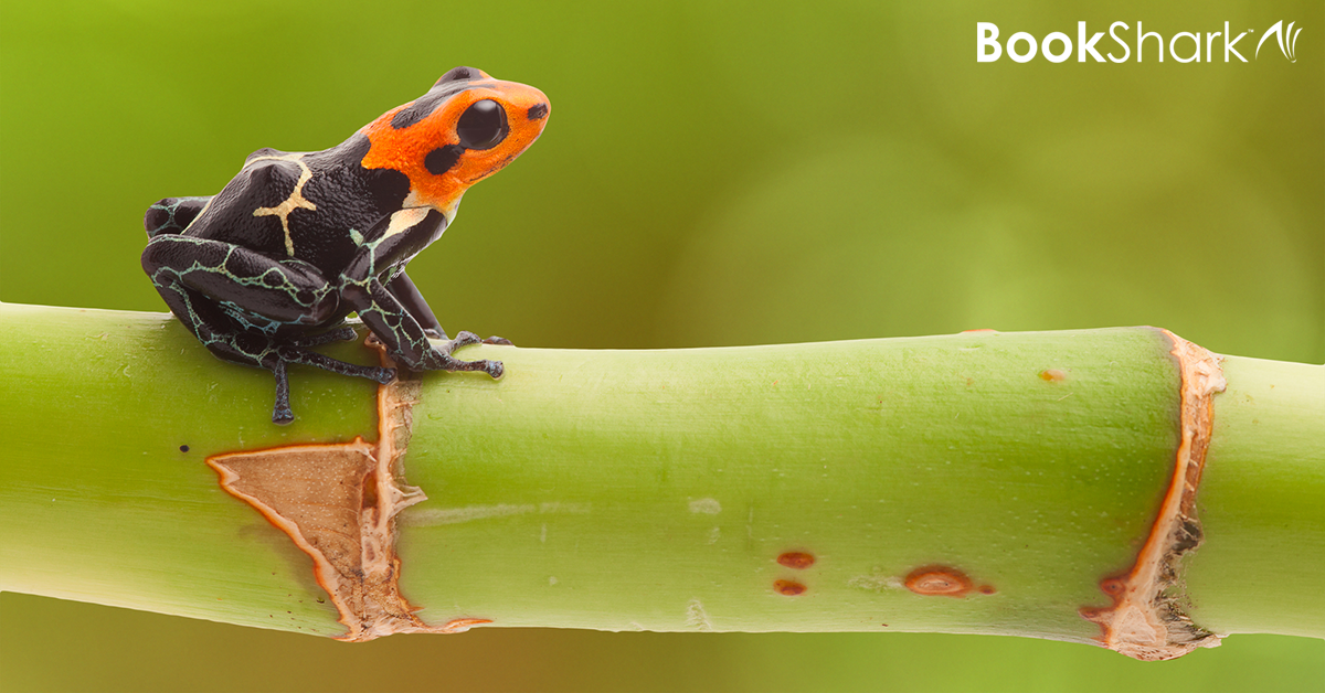 a black and orange frog sits on a bright green stalk
