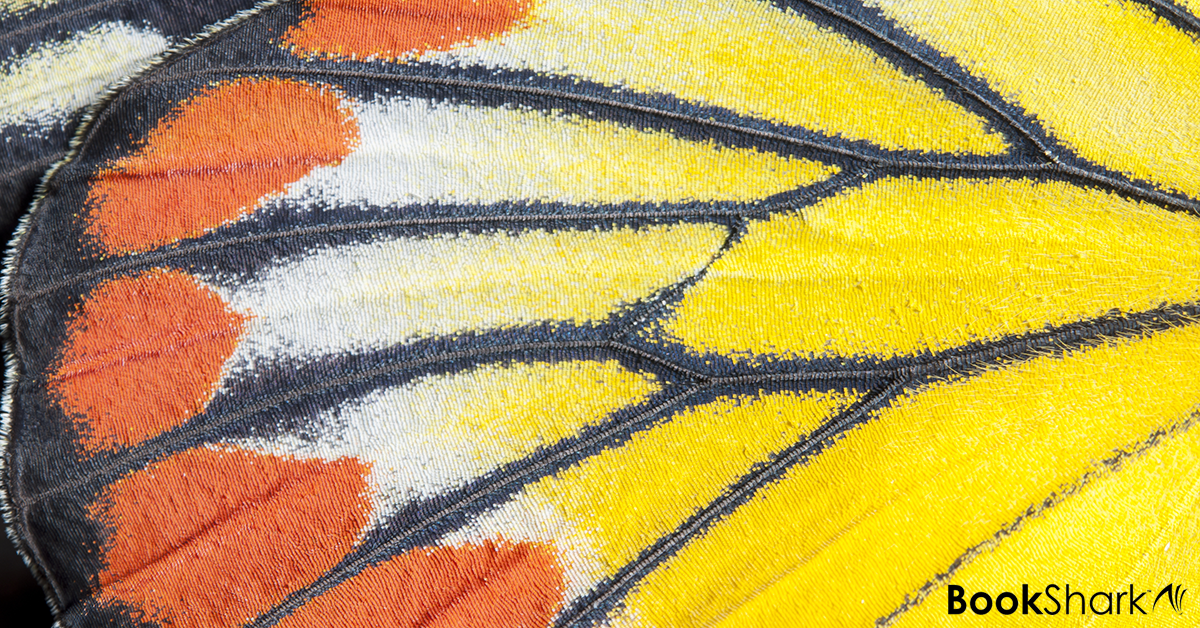 a close up view of a butterfly wing